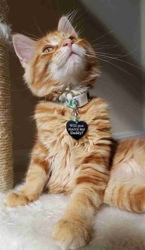 A kitten with an engraved name tag marriage proposal Best Proposal Ever, Getting A Kitten, Proposal Photos, Special Pictures, Wedding Proposals, Cat Carrier, Orange Tabby, Marriage Proposals, Proposal Ideas