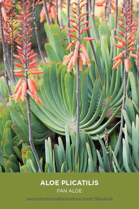 Aloe Plicatilis, Fan Aloe, Echeveria Imbricata, Types Of Succulents, Coastal Gardens, How To Attract Hummingbirds, How To Grow Taller, Tall Plants, Cactus Y Suculentas