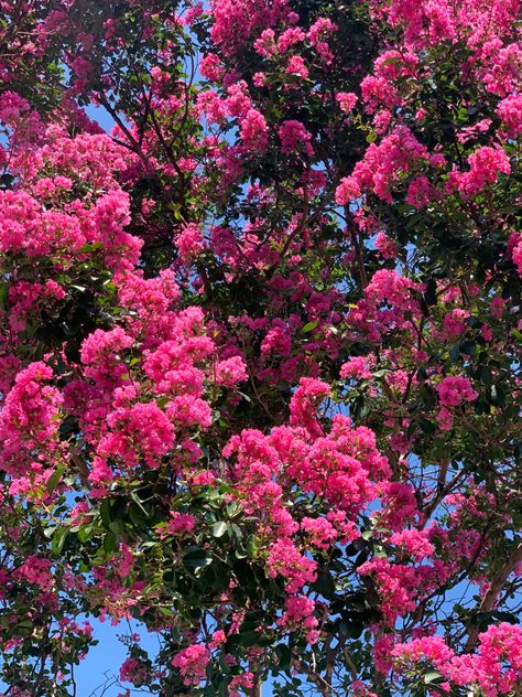 Pink flowers tree flower beautiful nature photography sky wallpaper ootd photo Pink Tree, Flower Trees Aesthetic, Pink Tree Aesthetic, Cherry Blossom Tree Background, Flowering Trees In India, Pink Trees Aesthetic, Pink Flowering Trees, Japan Pink Trees, Pink Nature