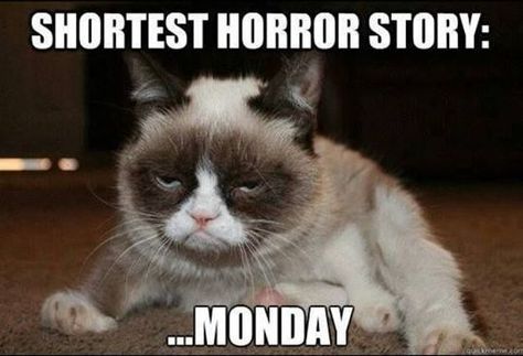 Grumpy Cat's Shortest Horror Story: Monday :) Grumpy Cat Meme, Grumpy Cat Memes, Grumpy Kitty, Grumpy Cat Quotes, Grumpy Cats, Short Horror Stories, Cat Jokes, Grumpy Cat Humor, Cat Humor