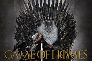 Game of Homes adoption promotion Cat Movie, Cat Jokes, Fancy Cats, Funny Animal Pictures, Crazy Cat Lady, Cat Photo, Crazy Cats, Cat Pics, Cool Cats