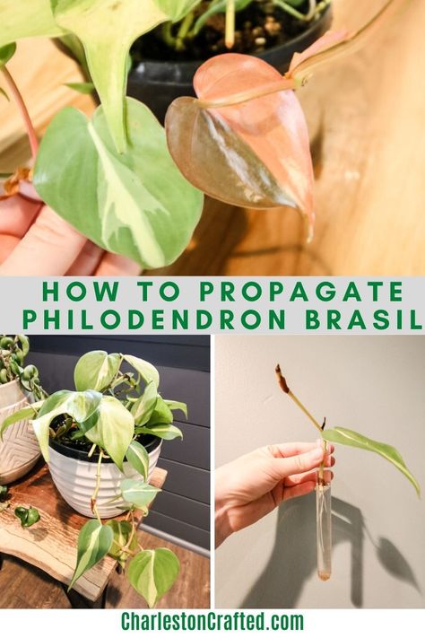 Want to propagate your Philodendron Brasil? It's a super easy plant to root in water! Here's what you need to know about Philodendron Brasil propagation! Propagate Philodendron, Cat Safe House Plants, Safe House Plants, Philodendron Brasil, Indoor Palms, Pest Prevention, Safe House, Rooting Hormone, Inside Plants