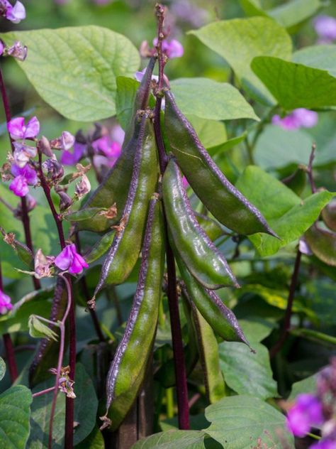 Growing Hyacinth Bean Vine: Hyacinth Bean Plant Info And Care Hyacinth Bean, Hyacinth Bean Vine, Bean Pods, Bean Plant, Bean Seeds, Heirloom Vegetables, Vegetable Seeds, Seed Saving, Flower Gardening