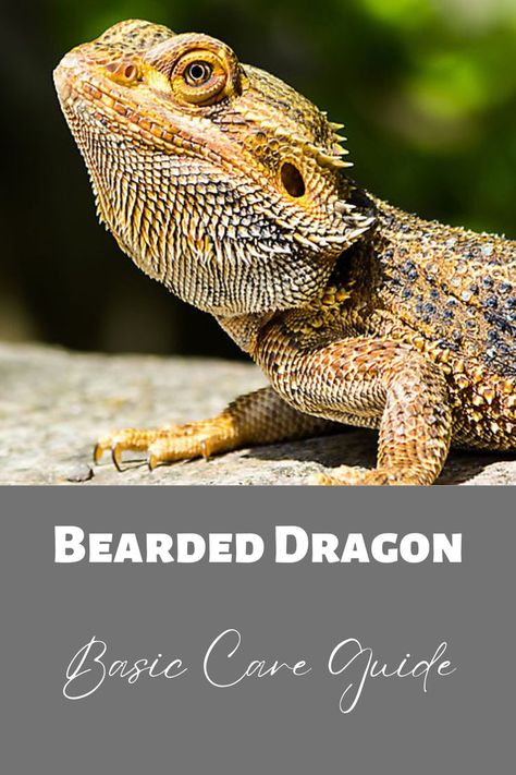 An orange-colored bearded dragon is shown from the shoulders to the head. The bearded dragon is standing on a rock with a blurry natural background. Bearded Dragon Care Sheet, Reptile Care, Bearded Dragon Care, Bearded Dragon, The Basics, Reptiles, Reading, Animals