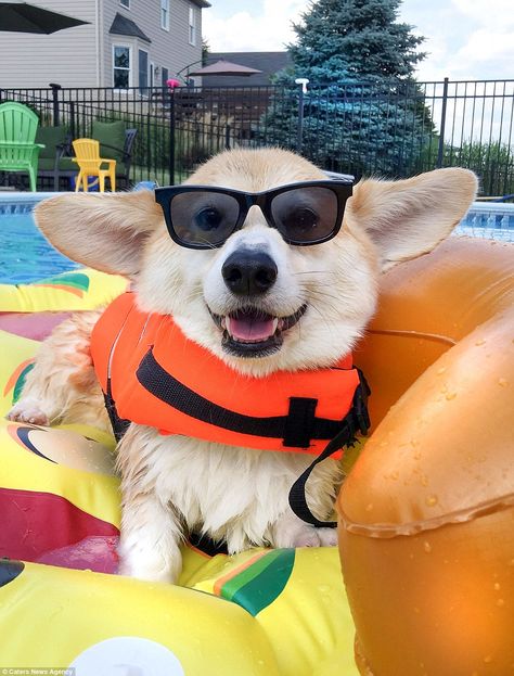 Wally in summer mood, relaxing on a pool bed while protecting his eyes from the sun... Corgi Smile, Dog Bandanna, Corgi Puppy, Wearing Sunglasses, Cute Corgi, Pembroke Welsh Corgi, Corgi Dog, Welsh Corgi, Happy Dogs