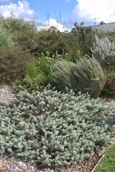 Eremophilas as ground cover: Eremophila 'Kalbarri Carpet' - Mallee Design Native Ground Cover Australia, Australian Native Ground Cover, Ground Cover Plants Australia, Kalbarri Carpet, Australian Farmhouse, Farm Landscaping, Australian Gardens, Australian Garden Design, Native Gardens