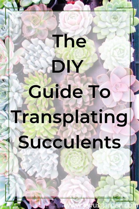 Transplanting Succulents, Transplant Succulents, Repotting Succulents, Pencil Cactus, Diy Mailbox, Diy Concrete Planters, Guide To, Worm Composting, Christmas Ornament Wreath