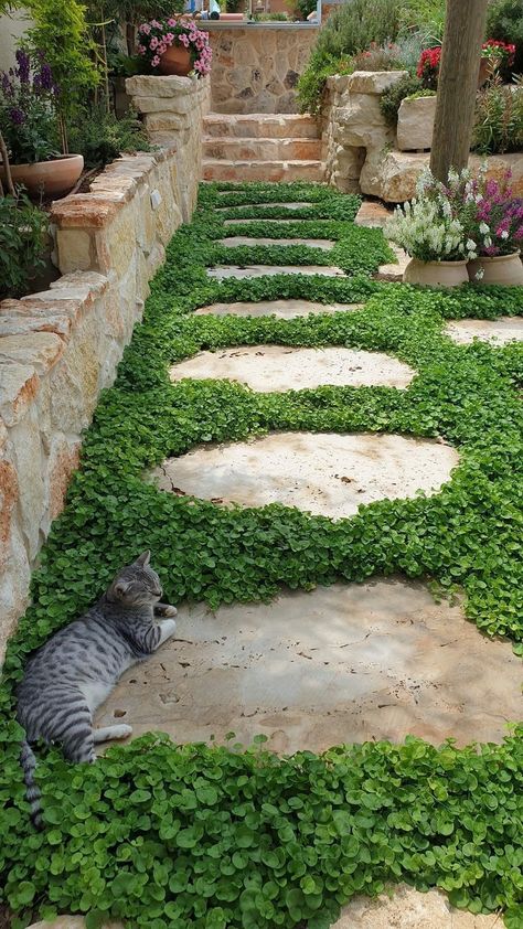 Small Side Of House Landscaping, Lawn Scaping Ideas, Fun Landscaping Ideas, Side Yard Garden Ideas, Funky Garden Ideas, Unique Garden Ideas, Landscape Garden Ideas, Garden Pathway Ideas, Backyard Pathway