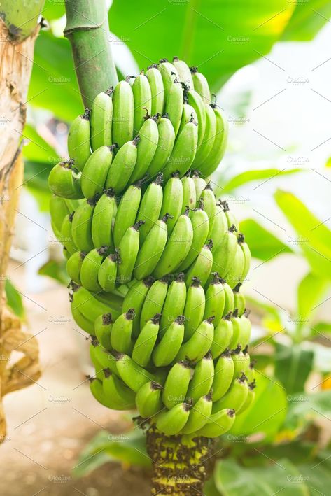 Agriculture Background, Unripe Banana, Green Banana, In The Jungle, Envato Elements, Close Up Photos, Bananas, Asparagus, Agriculture