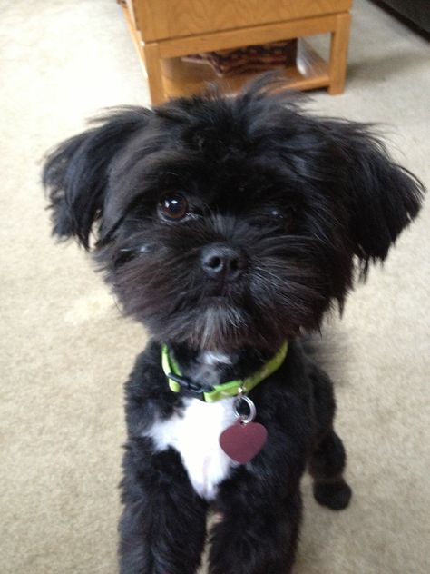 Cabrera....cutest Peek-a-poo ever Peek A Poo, Black Shih Tzu, Affenpinscher Dog, Puppy Ideas, Baby Pets, Boo The Dog, Puppy Grooming, Puppy Cut, Dog Cuts