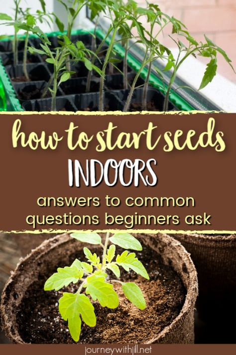 Start Seeds Indoors, Seedlings Indoors, Starting Seeds Indoors, Bush Beans, Pole Beans, Survival Gardening, Hardy Plants, Garden Pests, Seed Starting