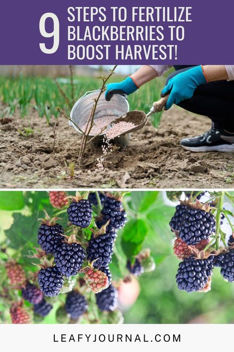 Thornless Blackberry Bushes, Montana Gardening, Pruning Blackberries, Thornless Blackberries, Fruit Trees In Containers, Diy Fertilizer, Blackberry Plants, Growing Blackberries, Nut Trees