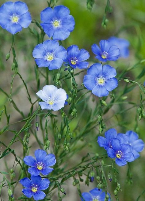 13 Best Blue Wild Flower Plants | Balcony Garden Web Blue Wild Flowers, Small House Garden, Companion Planting Vegetables, Plants Balcony, Isabela Madrigal, Blue Wildflowers, Wildflowers Photography, Inktober 2024, Herb Containers