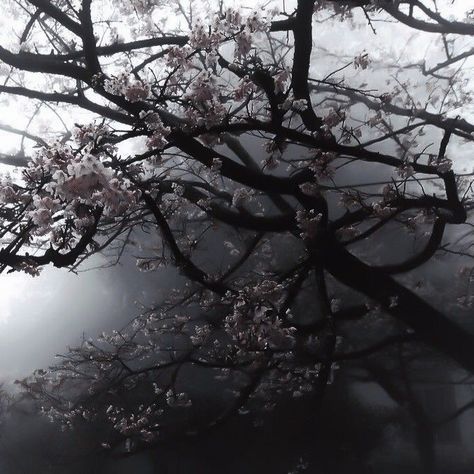 Japan Dark Aesthetic, Aesthetic Scaramouche, Dark Japan Aesthetic, Scaramouche Aesthetic, Miya Core, Sakura Tree, Nothing But Flowers, Dark Paradise, Pretty Landscapes