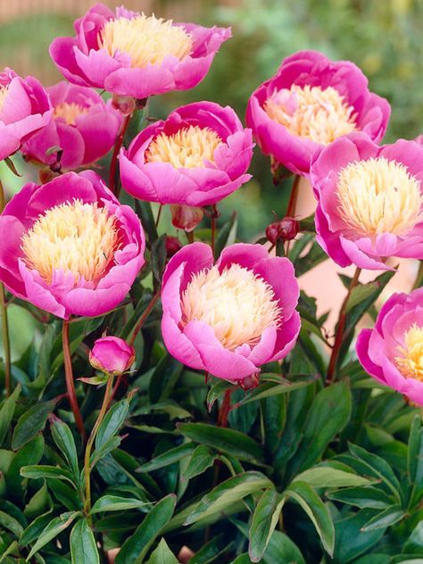 Luktpion, Paeonia lactiflora ‘Bowl of Beauty’ | Mycket vacker och rikblommande pion som blommar med enkla, mörkrosa, härligt doftande blommor med fylld, crèmefärgad mitt. En av de finare vanliga sorterna, som får magnifika blommor på nästan meterhöga stänglar. Känd för att vara mycket härdig. Passar som solitär eller i rabatt och även fin som snittblomma. Garden Show, Beautiful Flowers Garden, Flower Stands, Mountain House, Peony Flower, Flower Beauty, Beautiful Blooms, Dream Garden, Ikebana