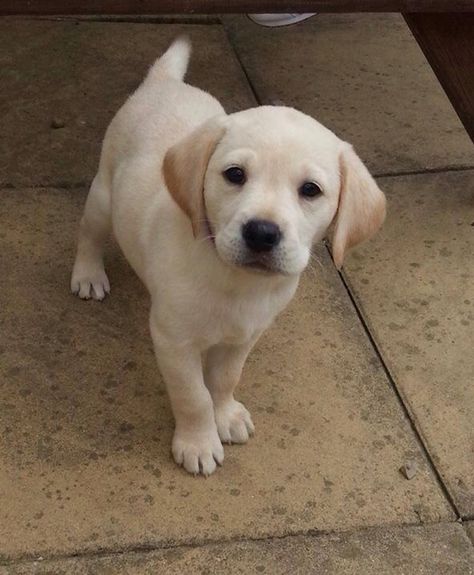 Cute Labrador Puppies, Labrador Puppies For Sale, Yellow Lab Puppies, Labrador Puppies, Golden Labs, Animal Humour, Lab Dogs, Very Cute Dogs, Labrador Retriever Puppies