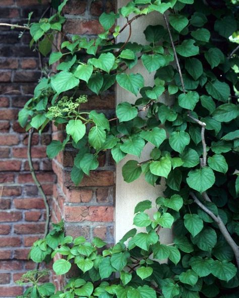 Climbing Hydrangea - Hydrangea anomala var. petiolaris Zone: 5-8 Foliage is glossy green with large (8-10 inches in diameter), fragrant, white flowers in late June/early July and are attractive to butterflies. Vine climbs by means of aerial roots and clings well to masonry. Very attractive peeling orange-brown bark for winter interest and color. Grows best in sun to light shade. Once established it is a vigorous vine reaching 40-50 feet. Prune in late winter to keep it under control. Colorado Gardens, Peeling Orange, Backyard Corner, Blue Passion Flower, Plants Vines, U Of I, Gardening Tricks, Yard Makeover, Beach Tree