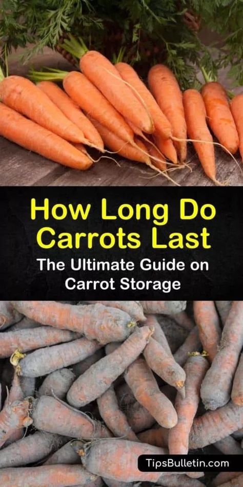 Preserving Carrots, Carrot Storage, How To Store Carrots, Canned Carrots, Homesteading Tips, Fresh Carrots, Yummy Veggies, Vegetable Drawer, Raw Carrots