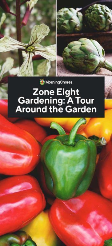 Zone Eight Gardening: Some Tips and List of Plants You Can Grow Winter Greenhouse, Homestead Life, Homestead Ideas, Sustainable Gardening, Gardening Vegetables, Succession Planting, Plant Zones, Gardening Zones, Fall Vegetables