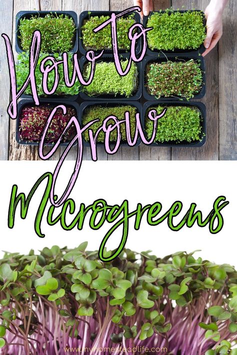 Microgreens Garden, How To Grow Microgreens, Microgreens Recipe, Grow Microgreens, Homestead Life, Growing Microgreens, Vegetable Garden Diy, Grow Room, Grow Food