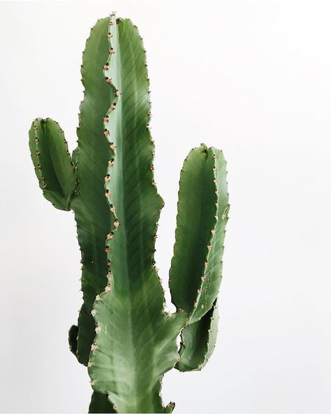 Plants Are Friends, Plant Aesthetic, Cactus Plant, Cactus Y Suculentas, Cactus Garden, Pretty Plants, Cactus Flower, Cactus And Succulents, Cacti And Succulents