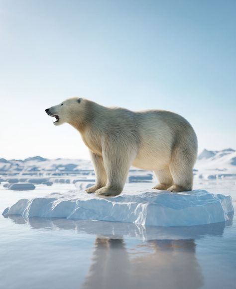 🌊 #MeltingIceberg 🐾 Polar bear on a melting iceberg, a poignant image highlighting the impact of global warming on Arctic wildlife. Melting Iceberg, Polar Bear Images, Chinstrap Penguin, Antarctica Cruise, Leopard Seal, Ice Sheet, Ice Bath, Visit France, Close Encounters