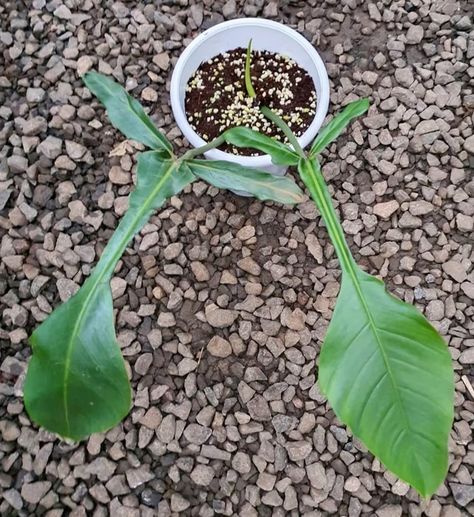 Philodendron Joepii, Air Layering, Philodendron Plant, Scale Insects, Garden Shears, Nutritional Deficiencies, Mother Plant, Yellow Leaves, Watering Globe