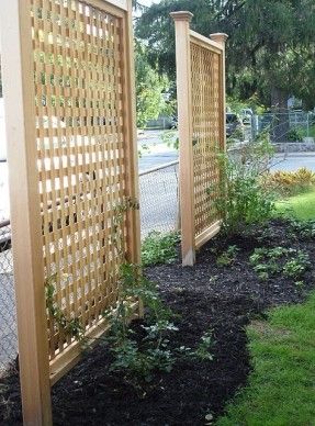 Block the view of the neighbor's house with vertical trellises and climbing vines? Vertical Trellis, Privacy Fence Landscaping, Yard Privacy, Privacy Fence Designs, Privacy Landscaping, Cheap Backyard, Lattice Fence, Backyard Privacy, Garden Vines