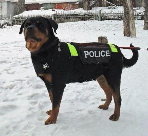 Rottweiler Police Dog Rottweiler Facts, K9 Police Dogs, Rottweiler Training, German Rottweiler, Rottweiler Funny, German Dog Breeds, Rottweiler Breed, K9 Training, Rottweiler Love