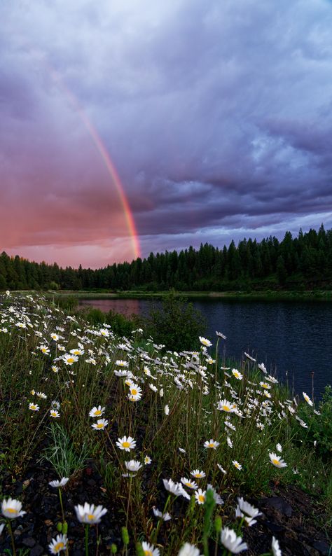 Sunset rainbow dasies and a pond. Malheur National Forest Oregon. [OC][4875x8169]  Click the link for this photo in Original Resolution.  If you have Twitter follow twitter.com/lifeporn5 for more cool photos.  Thank you author: https://bit.ly/31O6wkO  Broadcasted to you on Pinterest by pinterest.com/sasha_limm  Have The Nice Life! Rainbow Landscape Photography, Senery Pic Landscape, Rainbow Photography Nature, Forest Oregon, Rainbow Forest, Plains Landscape, Sunset Rainbow, Nice Life, Oregon Photography