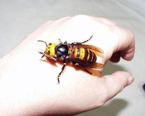 FUN FACT: The Asian Giant Hornet is the largest wasp in the world, with a body length of 50 mm (2 inches) and wingspan of 76 mm (3 inches)! Also, it has a sting measuring 6 mm (0.2 inches), allowing it to inject a large amount of powerful poison in its prey! Call A1 Bee Specialists in Bloomfield Hills, MI today at (248) 467-4849 to schedule an appointment if you've got a stinging insect problem around your house or place of business! You can also visit www.a1beespecialists.com! Japanese Giant Hornet, Kill It With Fire, Bees And Wasps, Unbelievable Facts, Creepy Crawlies, Arthropods, True Facts, Wasp, Hornet