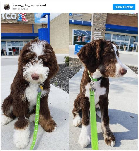 Short Bernedoodle Haircut, Aussie Doodle Haircuts, Borderdoodle Haircuts, Bernedoodle Short Haircut, Bernedoodle Haircut Styles Short, Short Aussiedoodle Haircut, Doodle Haircut Dog Grooming, Aussie Doodle Haircut Styles, Bernedoodle Haircut Styles Summer