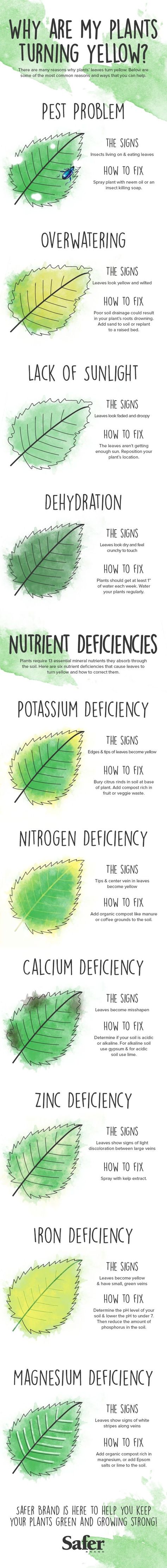 Why are my plants turning yellow? If your vegetable garden or house plants have gone from verdant to flavescent, it could be a sign of health issues like too much water or too few nutrients. A new infographic offers tips for getting to the root of the problem. Plant Leaves Turning Yellow, نباتات منزلية, Plant Problems, Aquaponics System, Have Inspiration, Veggie Garden, Permaculture, Herb Garden, Garden And Yard