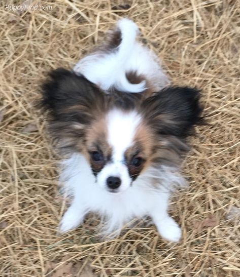 Papillon Pictures (9t411d9q154) Papillion Puppies, Dogs With Butterflies, Papillon Puppies, Papillon Dog Painting, Papillon Dogs, Papillon Puppies For Sale, Papillon Puppy, Papillon Puppies For Sale Near Me, Papillon Dog