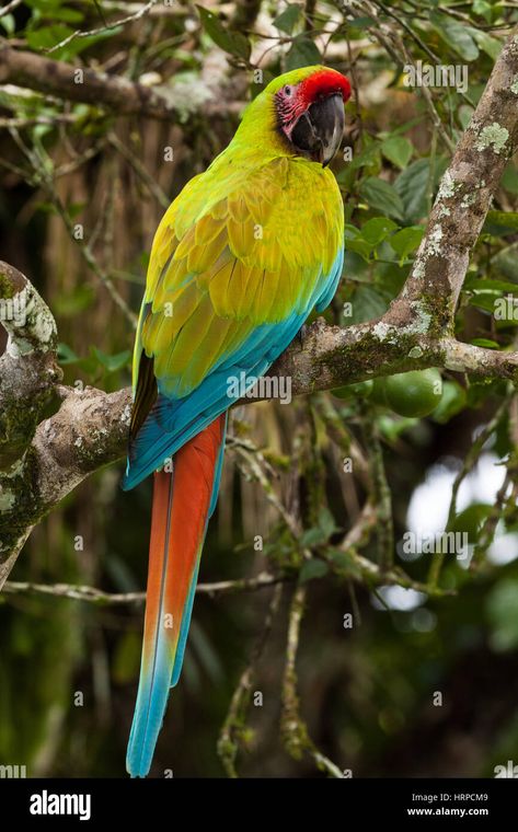 Download this stock image: The Great Green Macaw, Ara ambiguus, or Buffon's macaw or the Great Military Macaw, is a large tropical parrot found in Nicaragua, Honduras, Costa Ric - HRPCM9 from Alamy's library of millions of high resolution stock photos, illustrations and vectors. Green Macaw, Macaw Art, Costa Ric, Ppg And Rrb, Tropical Parrot, Endangered Species, Nicaragua, Honduras, Beautiful Birds