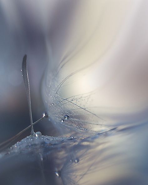 - just breathe - A Dandelion, Deco Nature, Water Droplets, Blue Aesthetic, Macro Photography, Belle Photo, Still Life, Fantasia, Beautiful Pictures