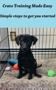 Puppy Crate Training, Over Stimulated, Crate Training Dog, Crate Train, Background Grey, Crate Training Puppy, Train Your Puppy, Puppy Crate, Puppy Time