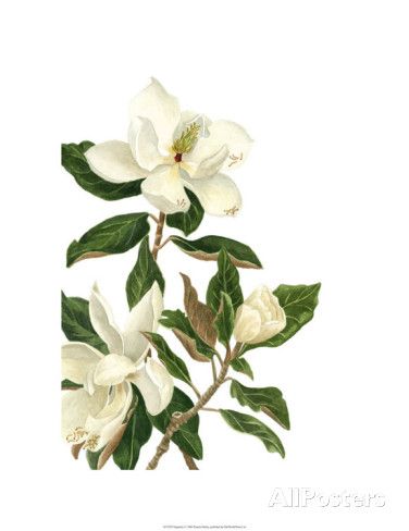 Magnolia Drawing, Drawing Color, Online Wall Art, Limited Edition Art, Stock Paper, Fine Arts Posters, Canvas Home, Featured Artist, Wall Hooks