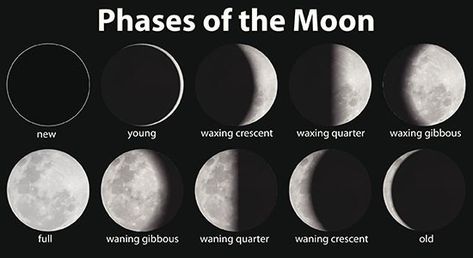 new moon phases Moon Phase Project, Moon Stages, Solar Eclipse Activity, Kids Stem Activities, Space Solar System, Eclipse Solar, Solar Eclipses, Lunar Phase, Lunar Calendar