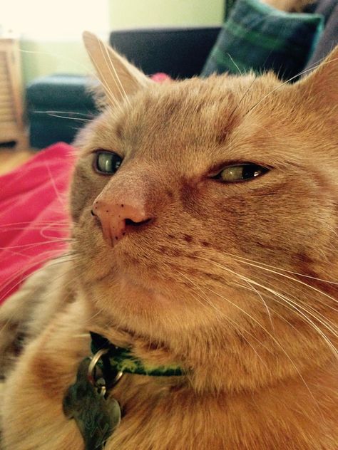 Cash giving me the side-eye Meme Chat, Eyes Meme, Funny Cat Faces, Side Eye, Three Cats, Great Inspirational Quotes, Silly Animals, Very Funny Pictures, Inspirational Sayings