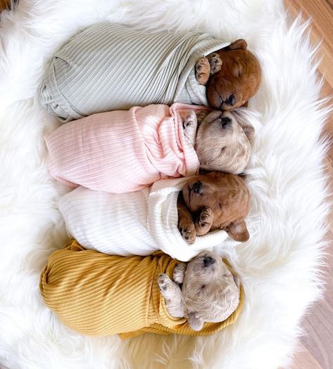 New Born Puppies Photos, Puppy For Sale Picture Ideas, 2 Week Old Puppy Photoshoot, 3 Week Old Puppy Photoshoot, Puppy Picture Ideas To Sell, Newborn Puppy Photoshoot Ideas, Puppy Photoshoot Ideas, Puppy Photoshoot, Kawaii Pets