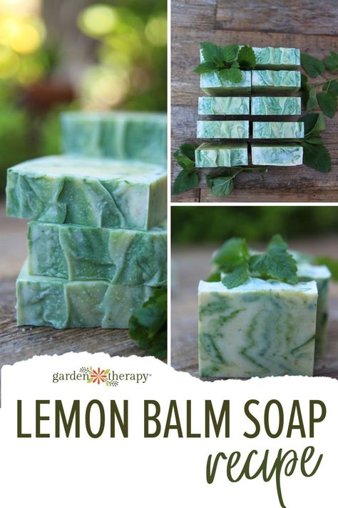 This lemon balm soap recipe is soft and rich from the high percentage of olive oil. It has a bright lemon-mint fragrance and is naturally coloured with turmeric and green mica. Make your own at home with this simply DIY recipe! Lemon Balm Melt And Pour Soap, Lemon Balm Soap Recipe, Red Clover Soap Recipe, Lemon Balm Soap, Melt And Pour Soap Recipes, Basil Soap, Lemon Balm Recipes, Mint Fragrance, Natural Soaps Recipes