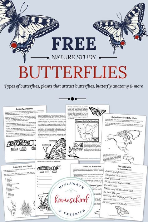 FREE Nature Study About Butterflies  #butterflies #nature #science Roll And Draw, Trin For Trin Tegning, Art Sub Plans, Abstract Art Projects, Art Worksheets, Drawing Games, Homeschool Art, Art Lessons Elementary, High School Art