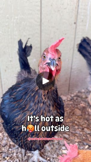 Its So Hot Outside Humor Summer, Chickens Funny, Funny Chickens, Nooks And Crannies, So Done, Chicken Humor, Laugh At Yourself, 1k Views, Funny Humor