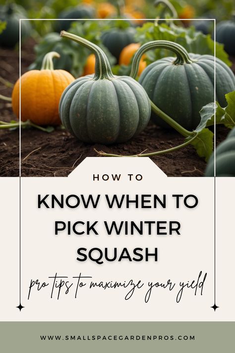 Learn when to pick winter squash for peak flavor and freshness with our expert tips on harvesting. Discover the best time to harvest your winter squash and how to ensure your garden's bounty is at its best. Perfect for gardeners looking to maximize their yield and enjoy delicious, homegrown produce. #WinterSquash #HarvestingTips #Gardening #GardenFresh #HomegrownProduce Crookneck Squash, Buttercup Squash, Squash Plant, Squash Varieties, Baked Squash, Delicata Squash, Acorn Squash, Winter Squash, Small Space Gardening