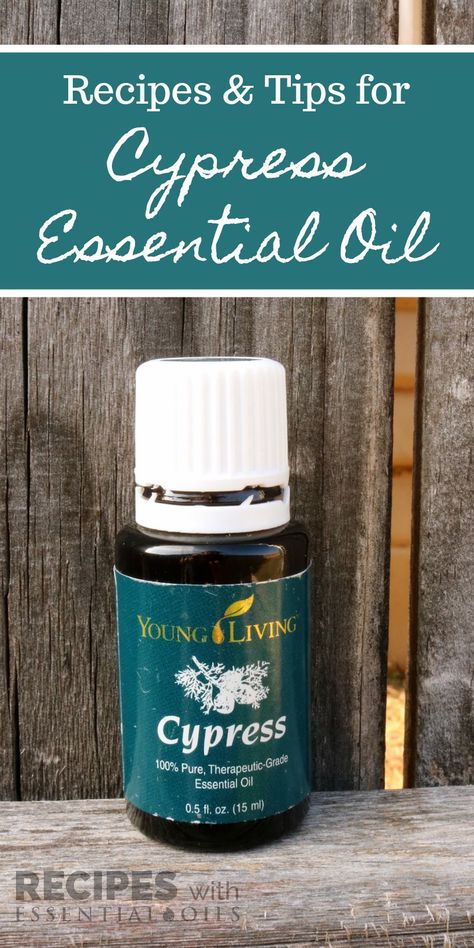 Learn all about Cypress Essential Oil from RecipeswithEssentialOils.com Young Living Cypress, Living Oils Recipes, Homemade Essential Oils, Cypress Oil, Essential Oil Extraction, Cypress Essential Oil, Essential Oils For Colds, Diy Essential Oil Recipes, Vetiver Essential Oil