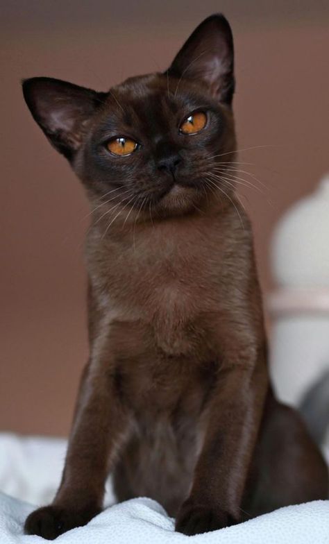 Burmese Cats, Cute Cat Photos, Burmese Cat, Rare Cats, Hairless Cat, Cute Cats Photos, Brown Cat, Cat Breed, Cat Photos