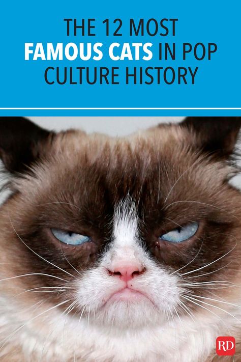 Famous Cats, Grumpy Cat, Thing 1 Thing 2, I Love Dogs, Favorite Books, Pop Culture, Fun Facts, History, Dogs