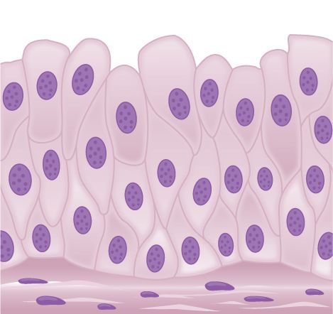 Transitional epithelia of the urinary bladder undergo changes in thickness depending on how full the bladder is. Epithelial Tissue, Cardiac Muscle Cell, Stratified Squamous Epithelium, Facilitated Diffusion, Loose Connective Tissue, Hyaline Cartilage, Tissue Biology, Urinary Bladder, Thoracic Cavity