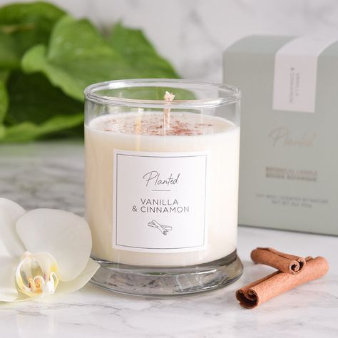 ALL PRODUCTS - Planted Candle Cozy, Cinnamon Scent, Candle Plant, Cinnamon Candle, Dream Dream, Orange Clove, Cinnamon Essential Oil, Coconut Wax Candles, Cozy Candles